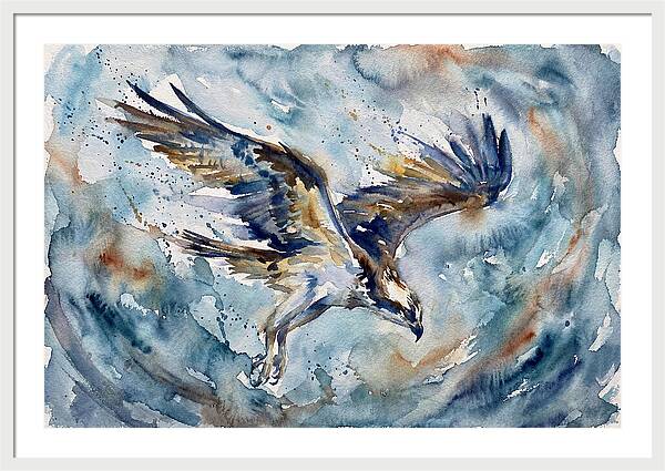 Majestic Osprey Soaring