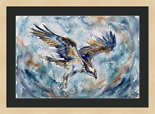 Majestic Osprey Soaring