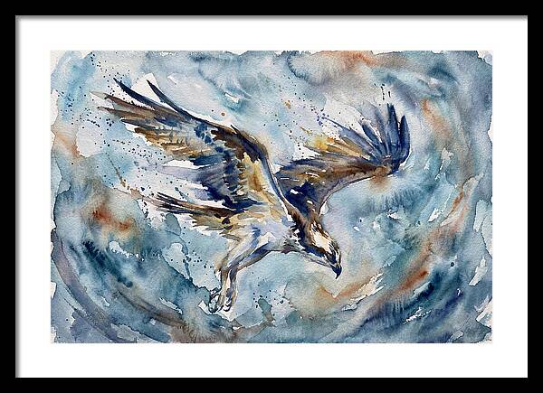 Majestic Osprey Soaring