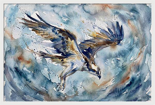 Majestic Osprey Soaring