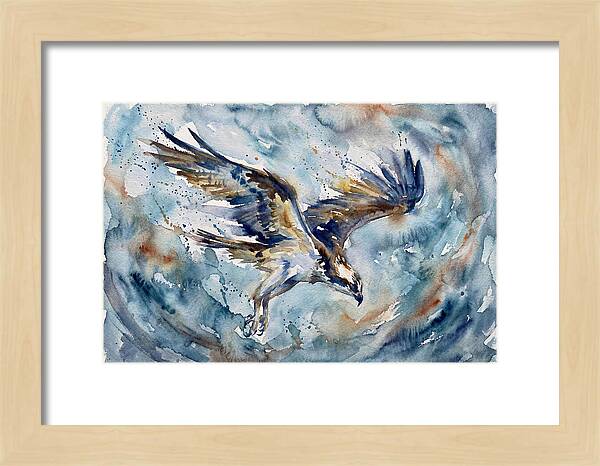 Majestic Osprey Soaring