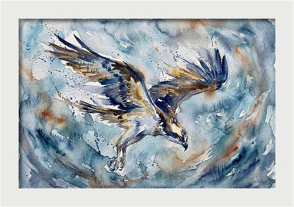 Majestic Osprey Soaring