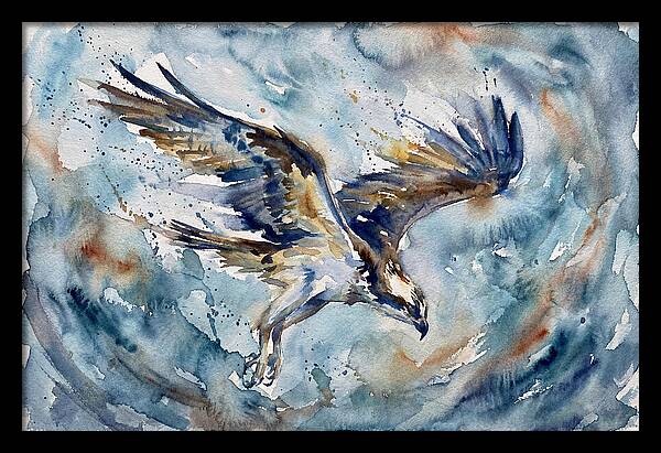 Majestic Osprey Soaring