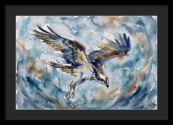 Majestic Osprey Soaring