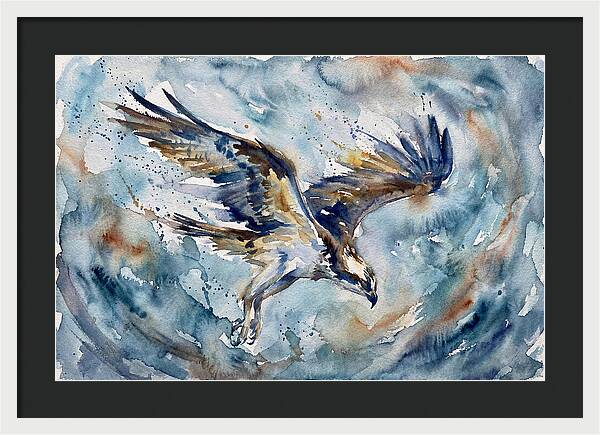 Majestic Osprey Soaring