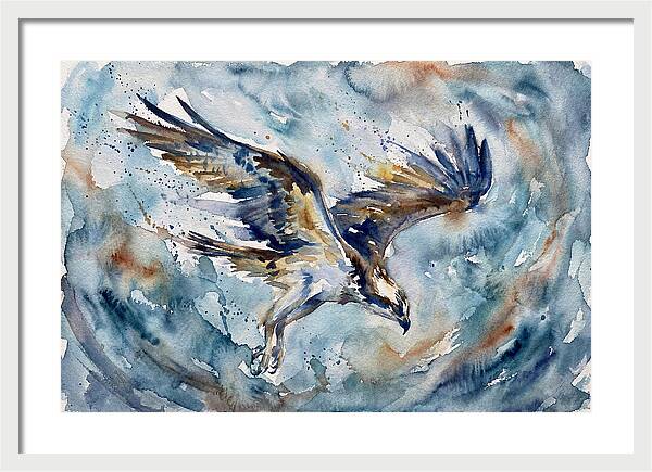 Majestic Osprey Soaring