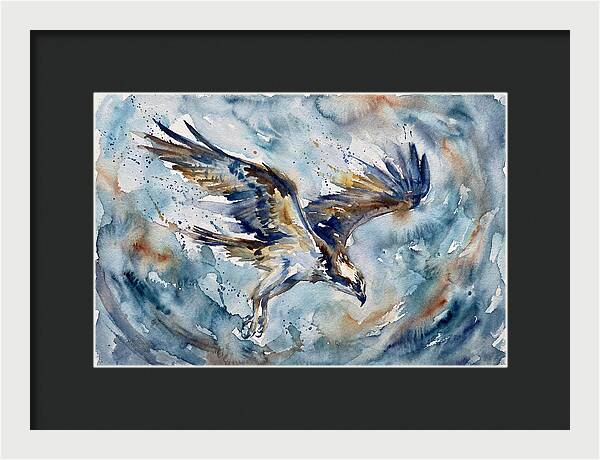 Majestic Osprey Soaring