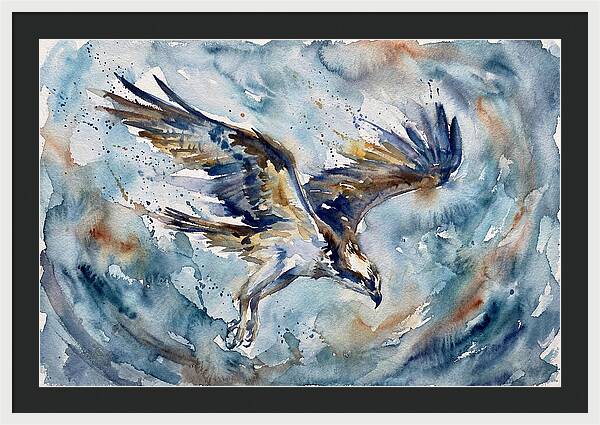 Majestic Osprey Soaring