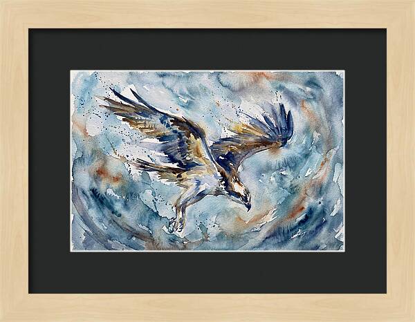 Majestic Osprey Soaring