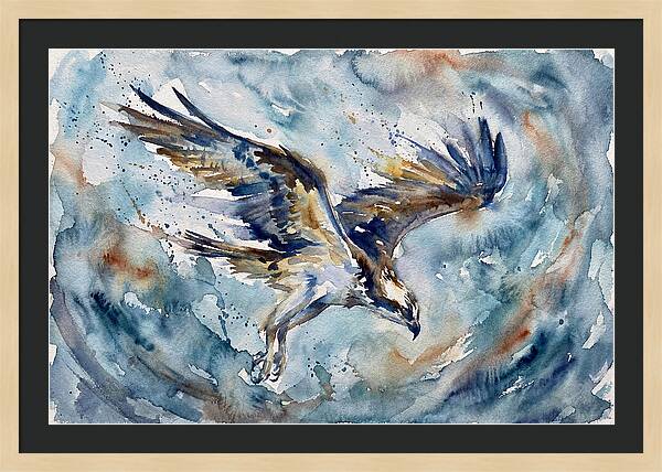 Majestic Osprey Soaring