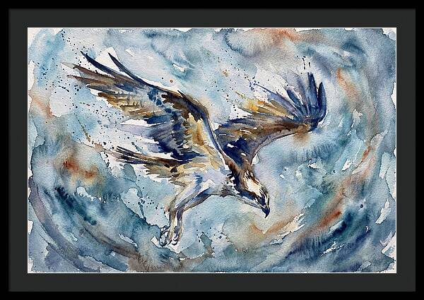 Majestic Osprey Soaring