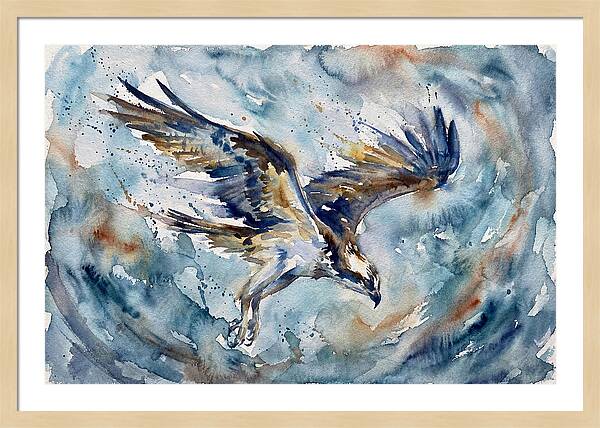 Majestic Osprey Soaring