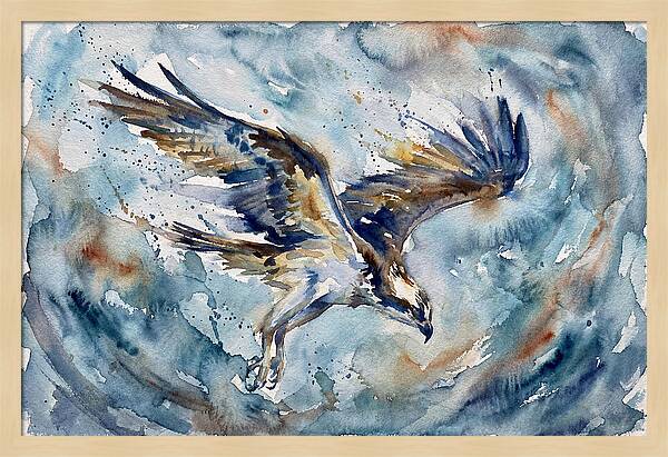 Majestic Osprey Soaring