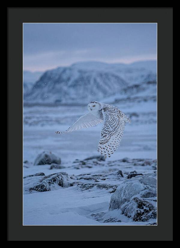 Majestic Owl Soaring High
