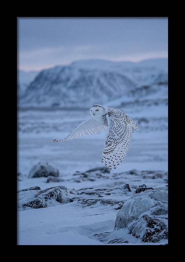 Majestic Owl Soaring High