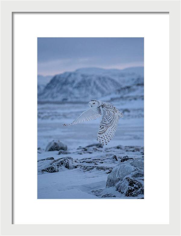 Majestic Owl Soaring High