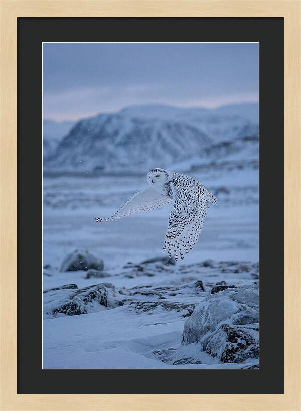 Majestic Owl Soaring High