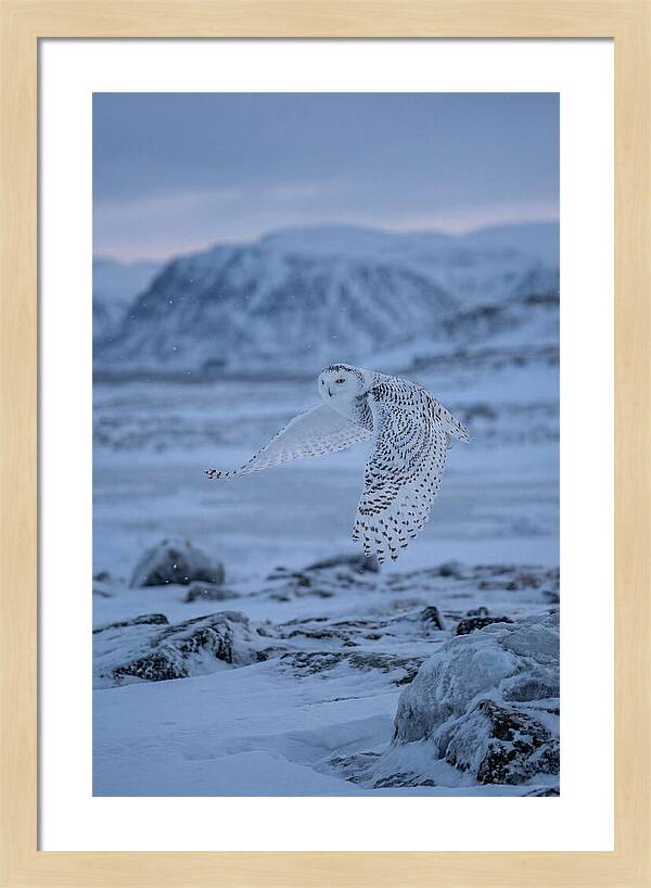 Majestic Owl Soaring High