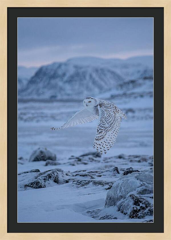 Majestic Owl Soaring High