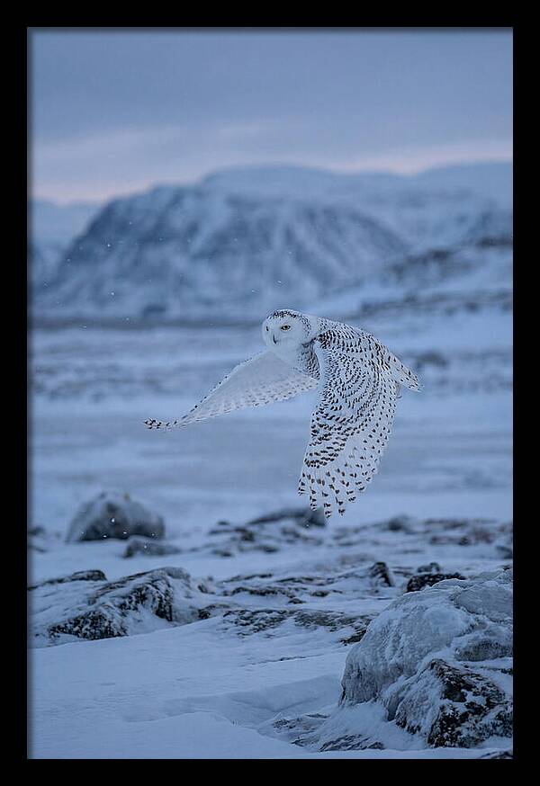 Majestic Owl Soaring High