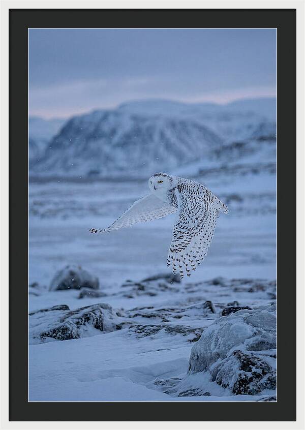 Majestic Owl Soaring High