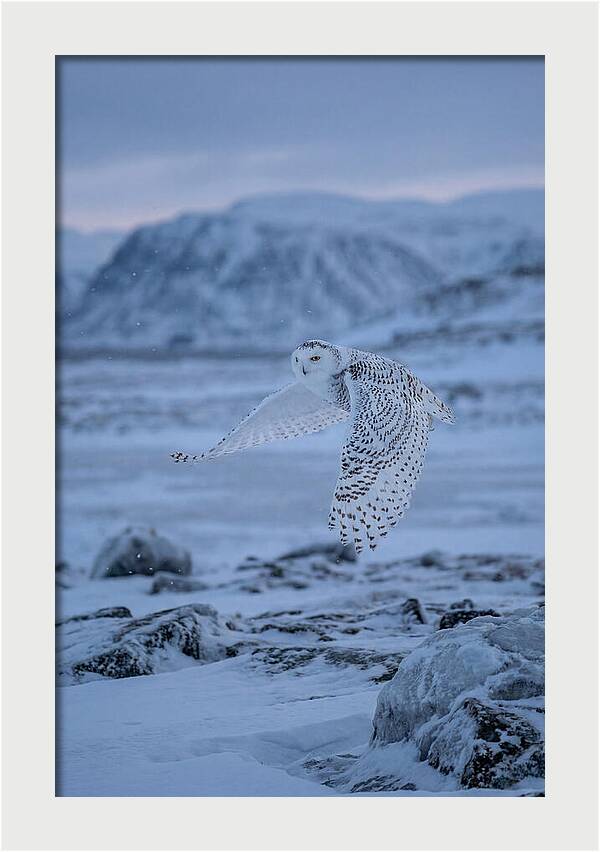 Majestic Owl Soaring High