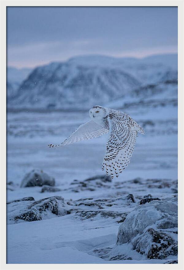 Majestic Owl Soaring High