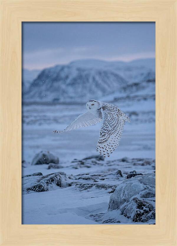 Majestic Owl Soaring High