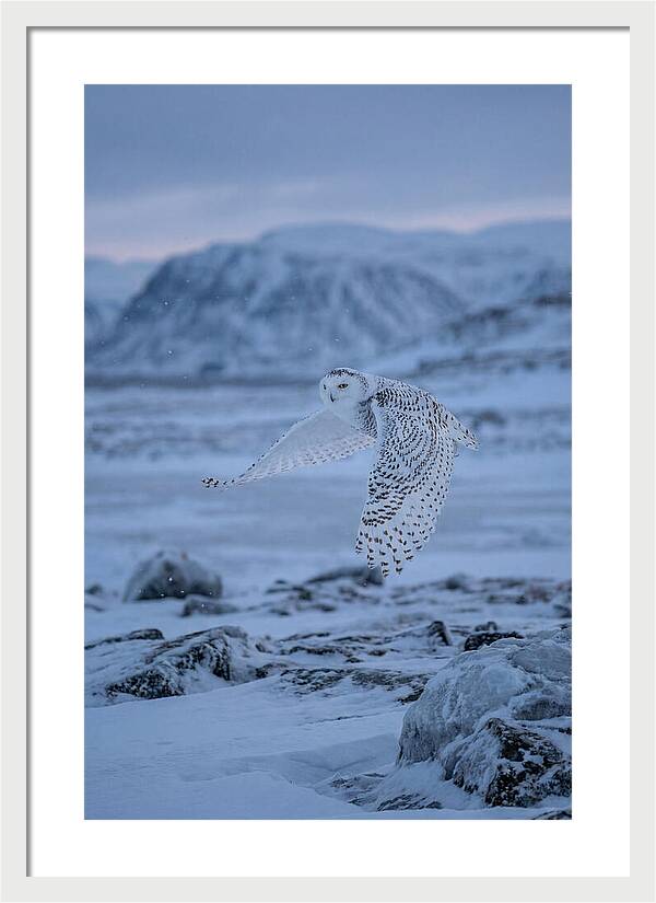 Majestic Owl Soaring High