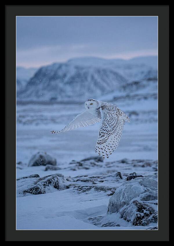 Majestic Owl Soaring High
