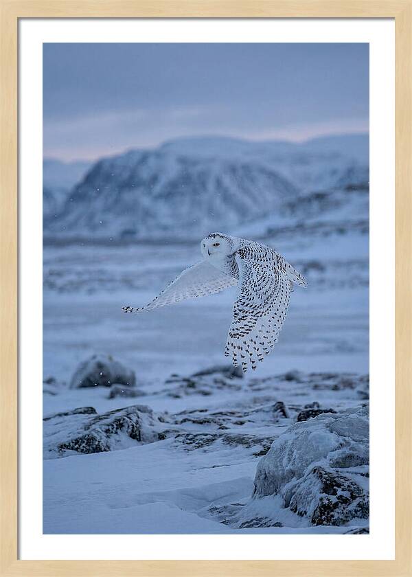 Majestic Owl Soaring High