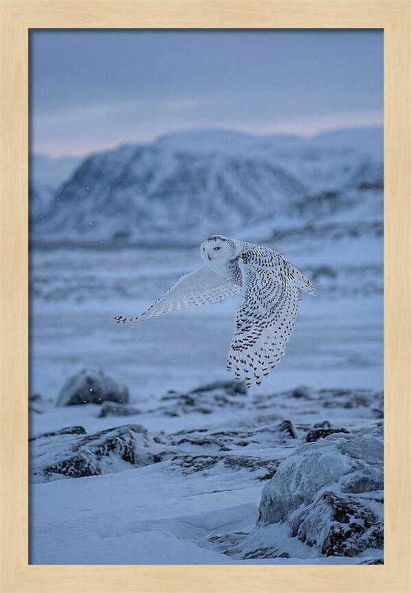Majestic Owl Soaring High