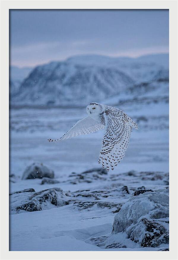 Majestic Owl Soaring High