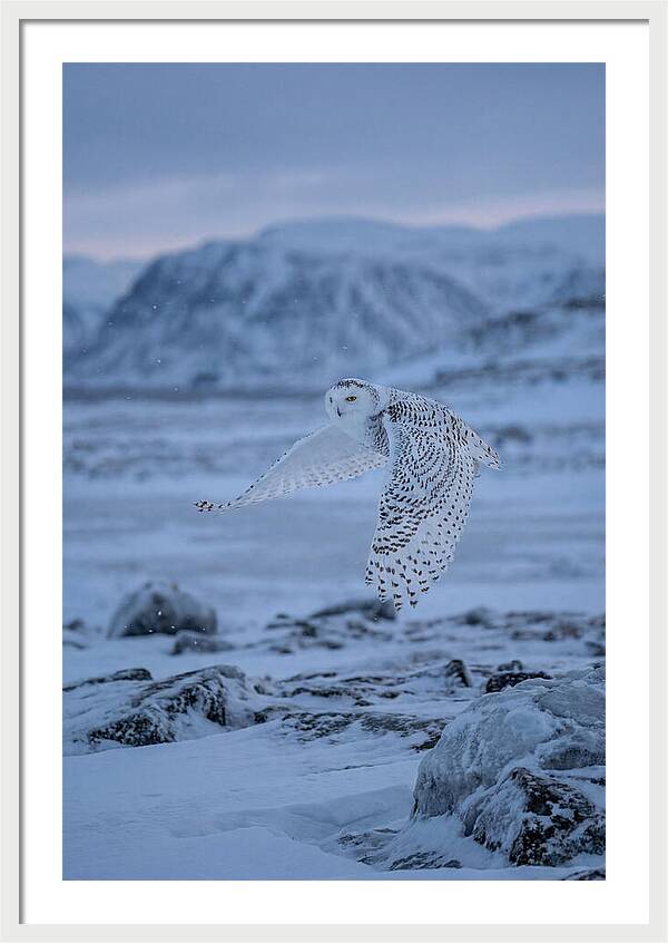 Majestic Owl Soaring High