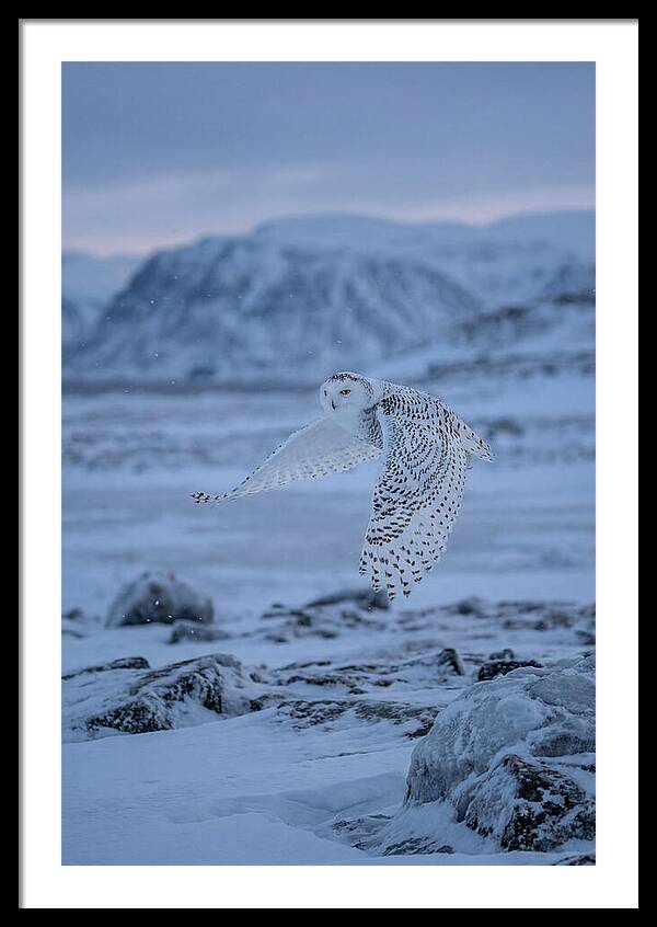 Majestic Owl Soaring High