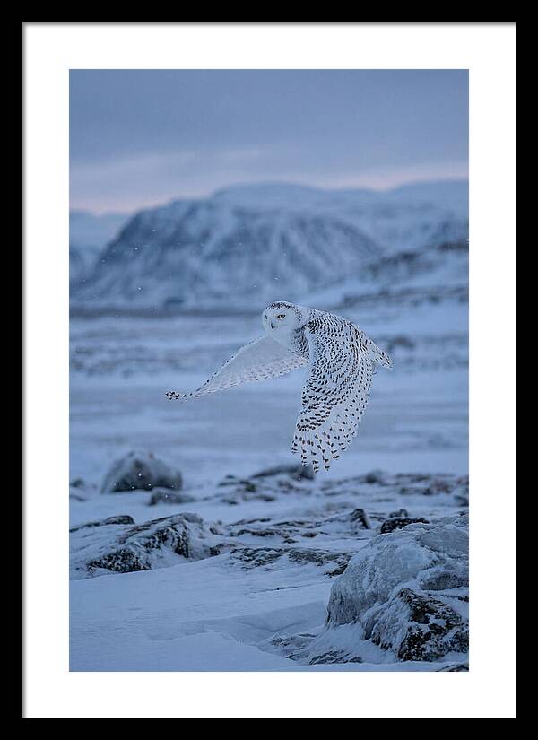 Majestic Owl Soaring High