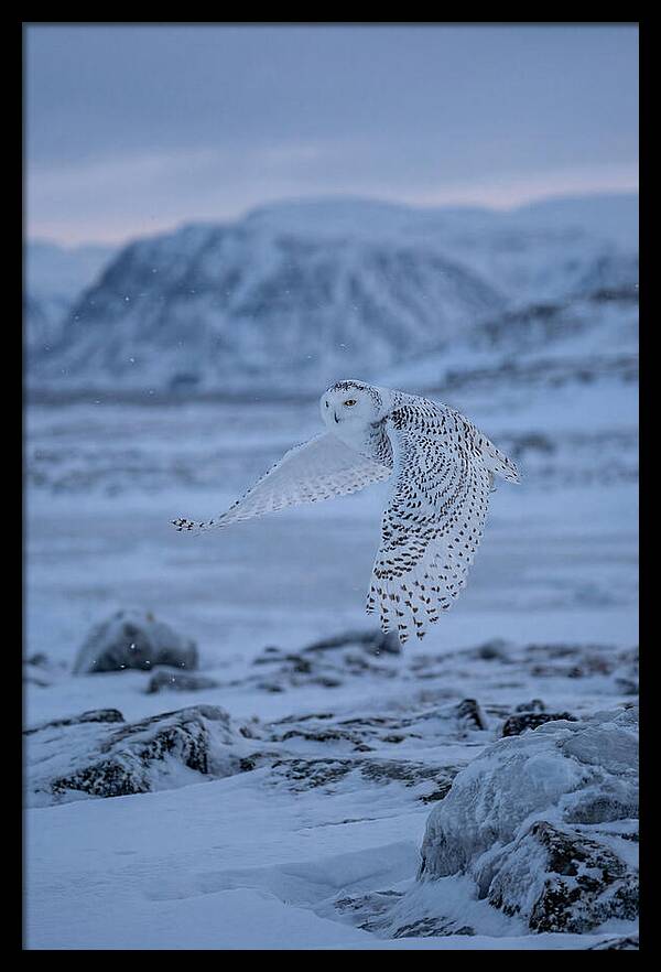 Majestic Owl Soaring High
