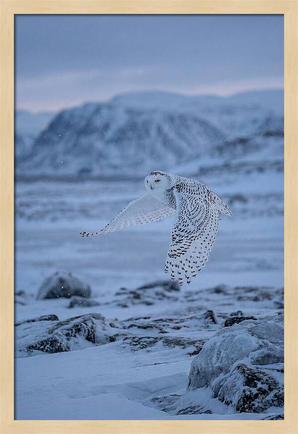 Majestic Owl Soaring High