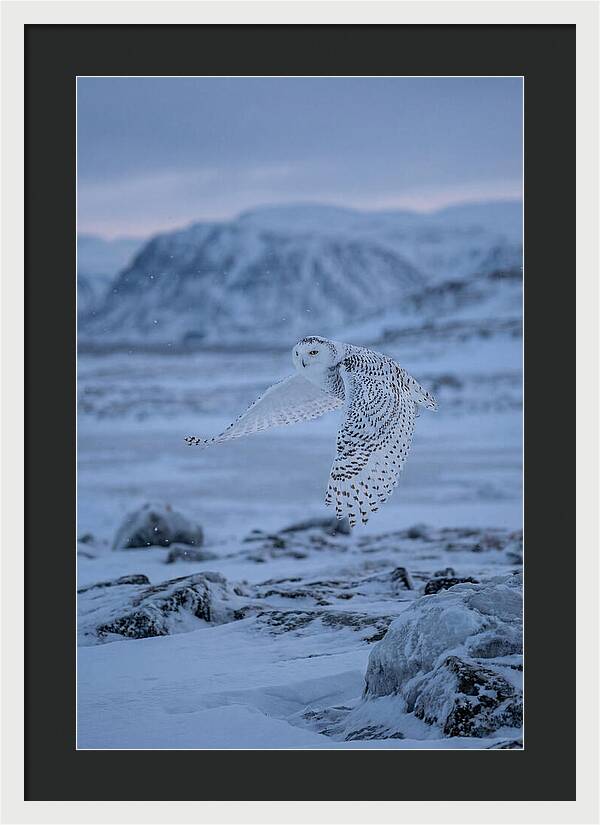 Majestic Owl Soaring High