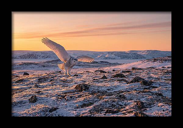 Majestic Owl Soaring Through Snow