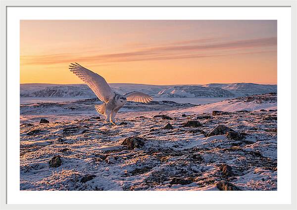 Majestic Owl Soaring Through Snow