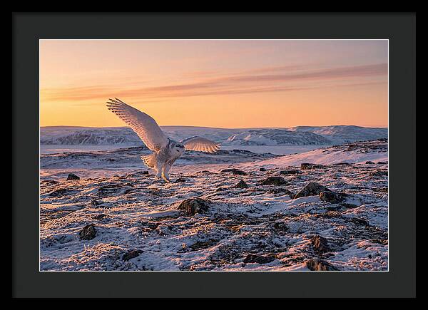 Majestic Owl Soaring Through Snow