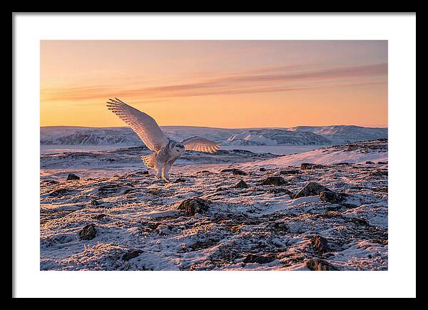 Majestic Owl Soaring Through Snow
