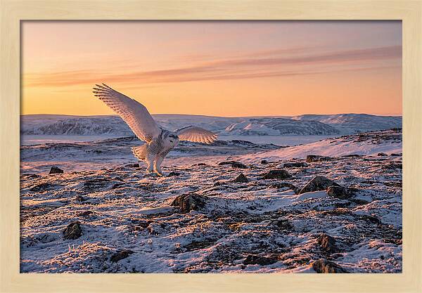 Majestic Owl Soaring Through Snow