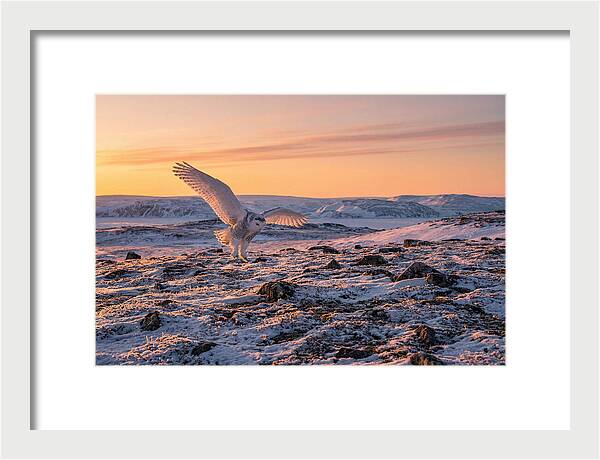 Majestic Owl Soaring Through Snow