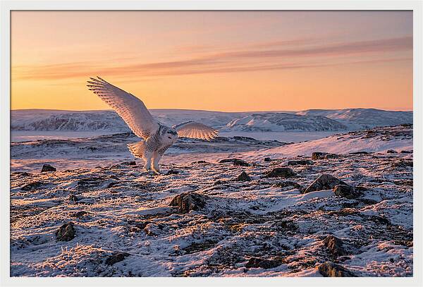 Majestic Owl Soaring Through Snow