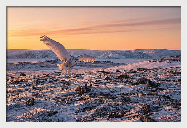 Majestic Owl Soaring Through Snow