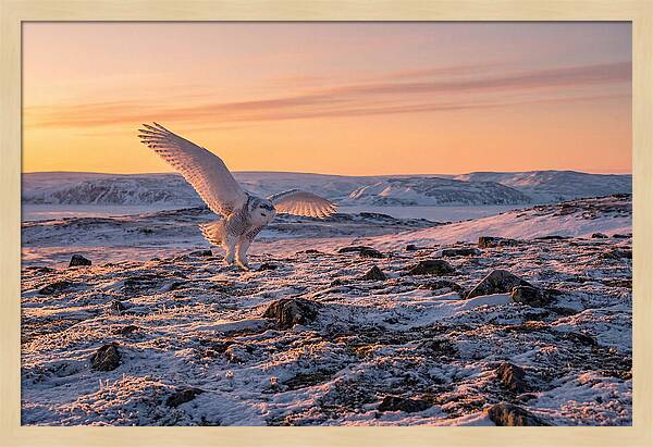 Majestic Owl Soaring Through Snow