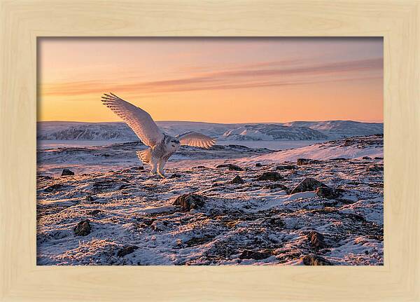 Majestic Owl Soaring Through Snow