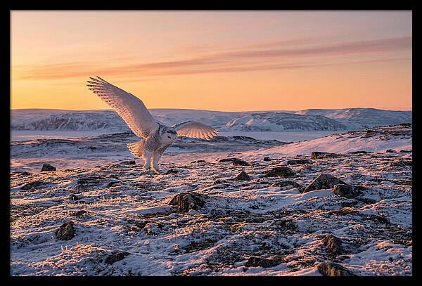 Majestic Owl Soaring Through Snow
